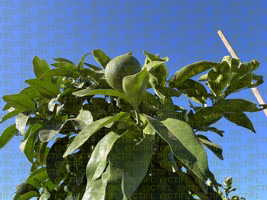 Projet MAGMA, CTIFL de Balandran - Pomelo